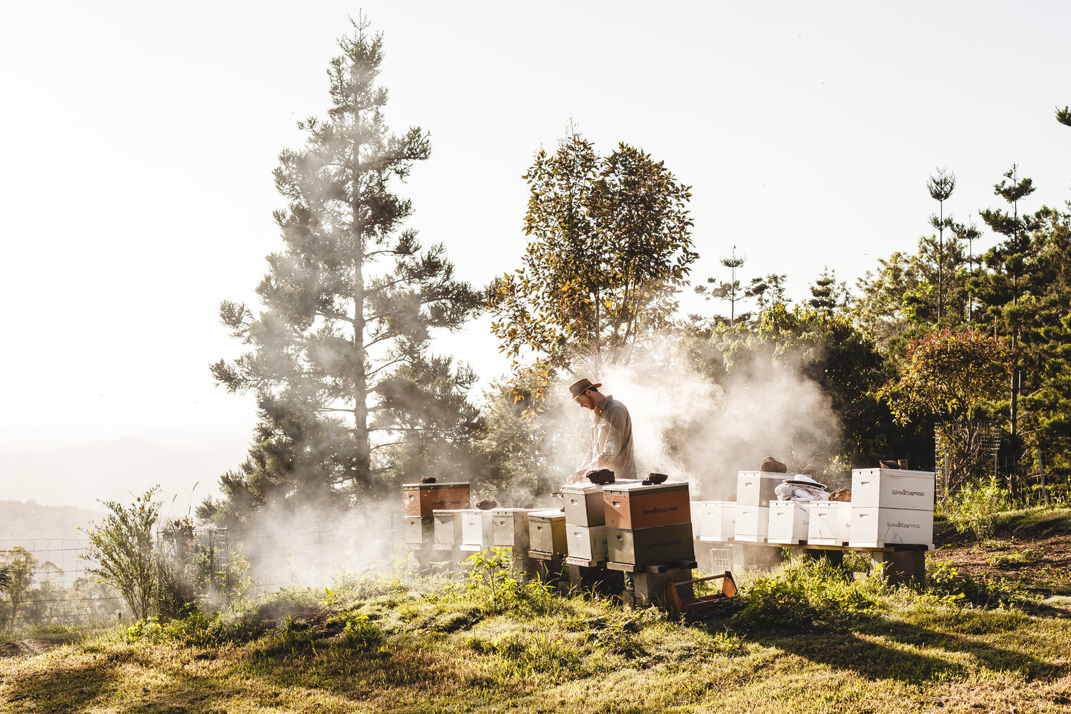 Hive & Harvest Farm interview at Sofie Formica
